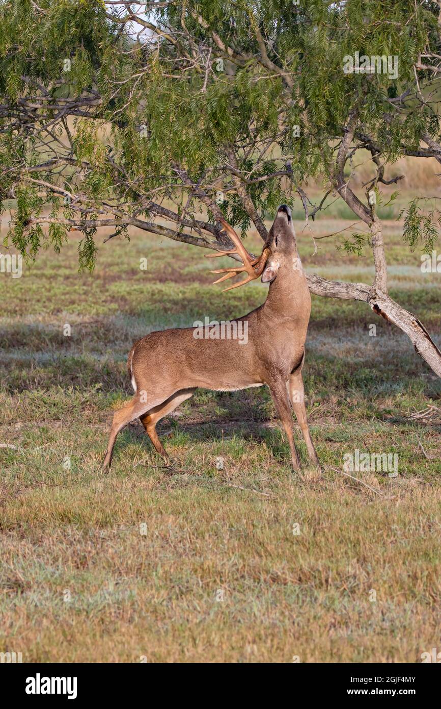 Cervo dalla coda bianca (Odocoileus virginianus) buck che fa 'scrape' Foto Stock