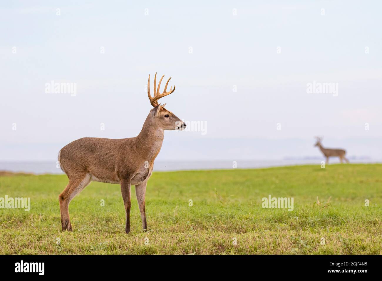 Il cervo dalla coda bianca (Odocoileus virginianus) si imbuca nel prato Foto Stock