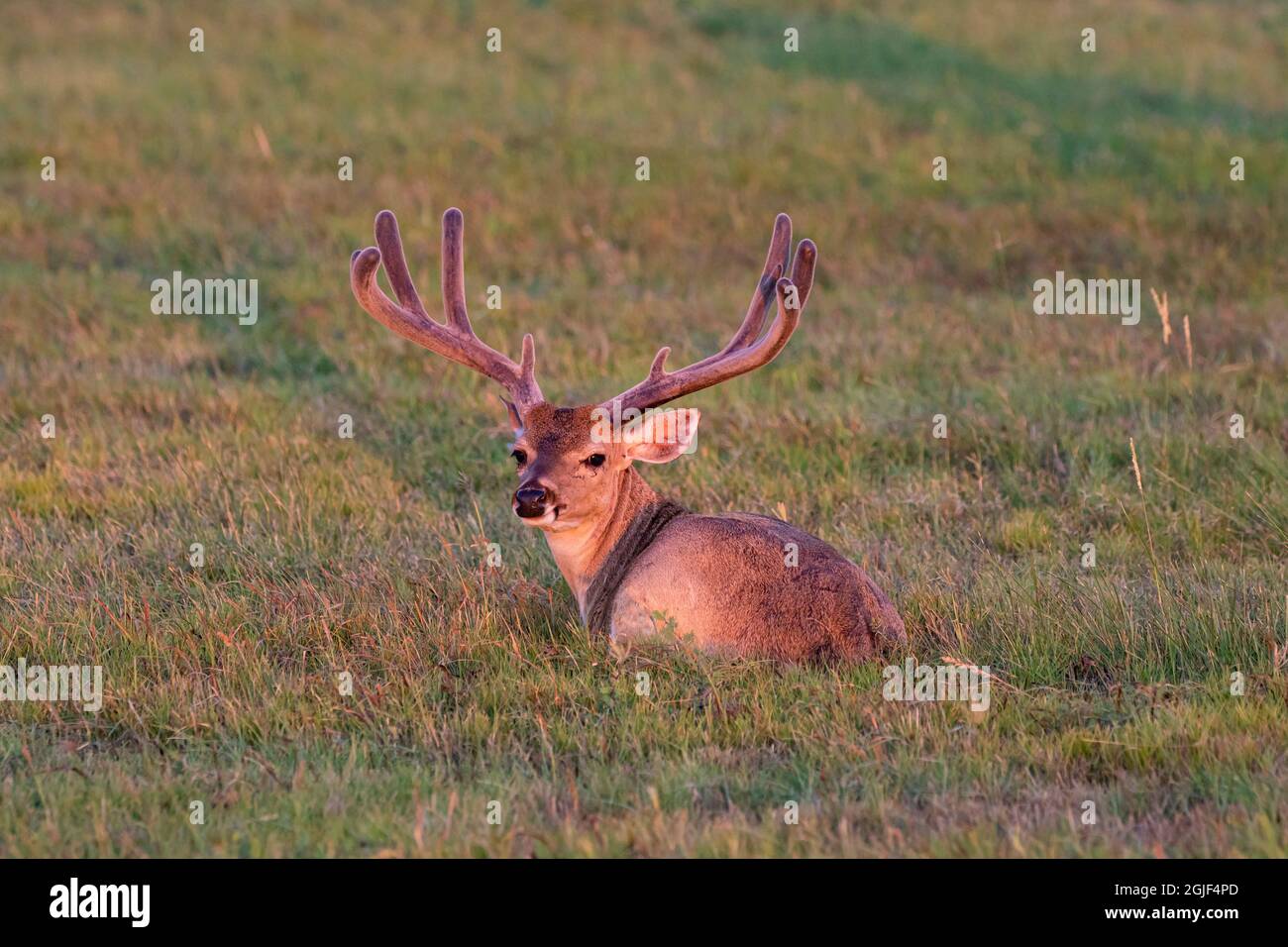 Il cervo dalla coda bianca (Odocoileus virginianus) si discuda delle formiche che crescono Foto Stock