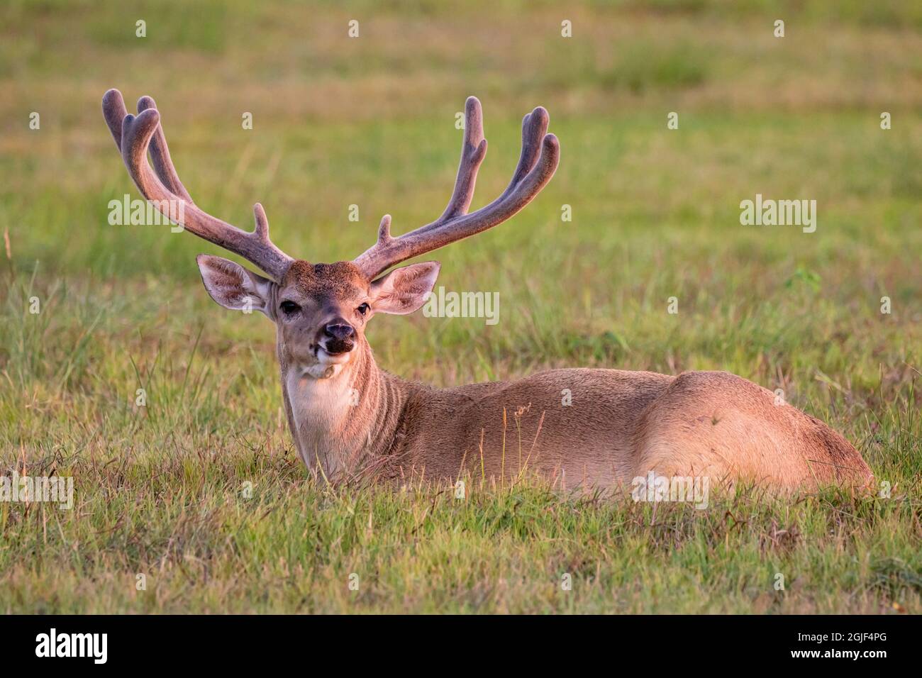 Il cervo dalla coda bianca (Odocoileus virginianus) si discuda delle formiche che crescono Foto Stock