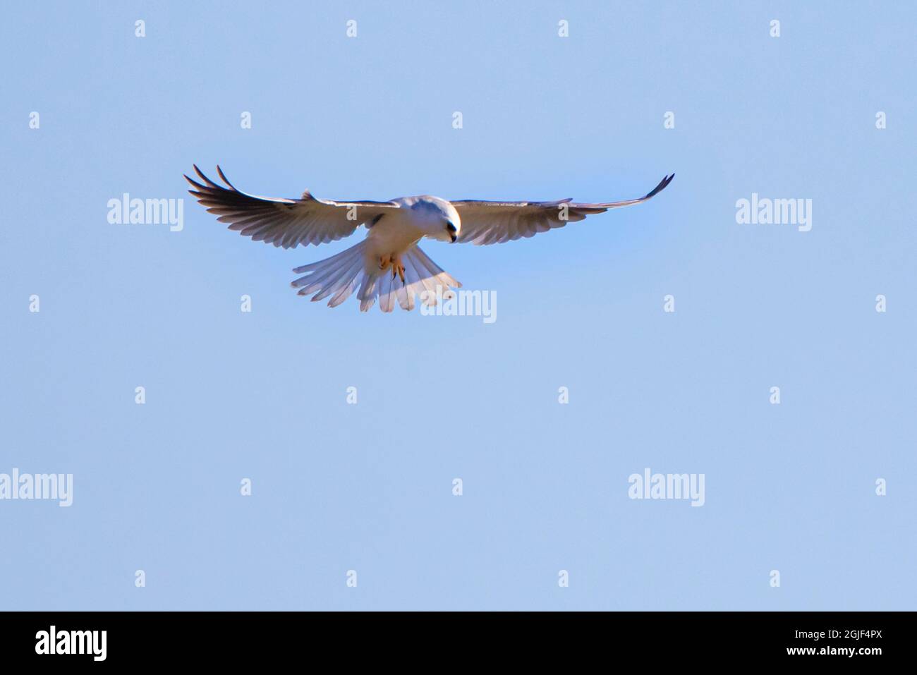 Kite dalla coda bianca (Elanus leucurus) hovering Foto Stock