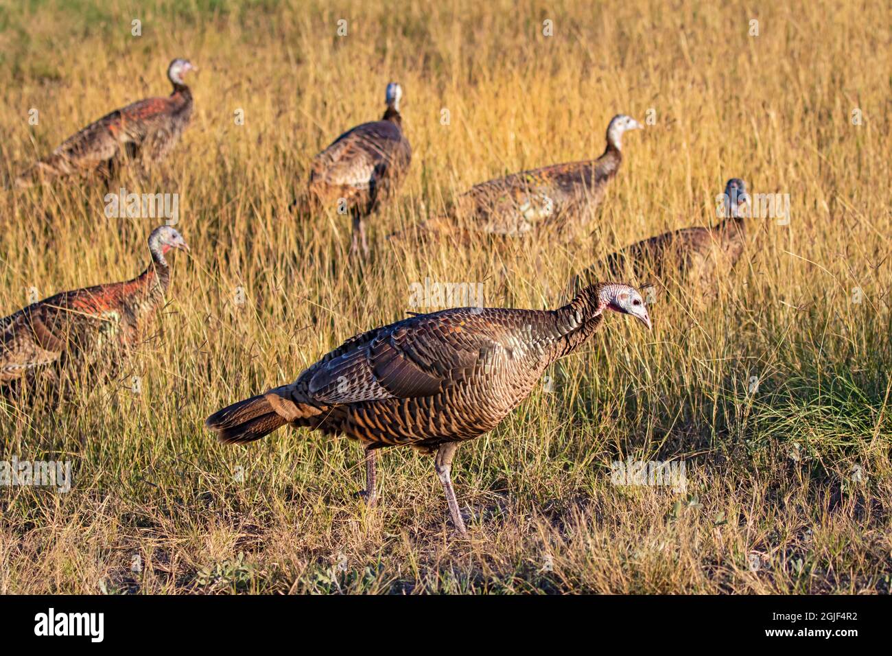 Tacchino selvatico (Meleagris galopavo) galline foraging in prateria Foto Stock