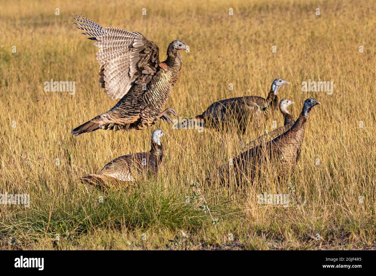 Tacchino selvatico (Meleagris galopavo) galline foraging in prateria Foto Stock