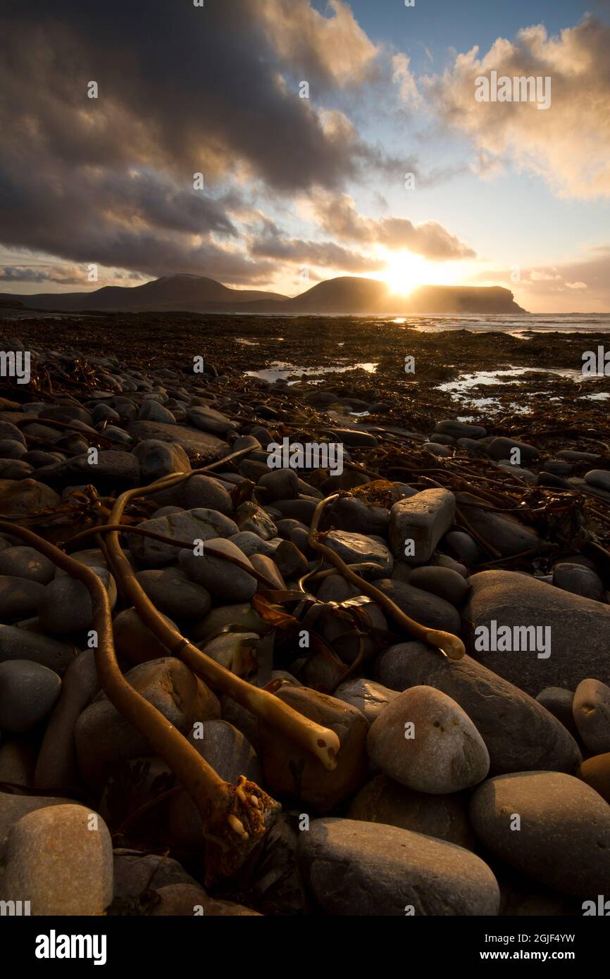 Le alghe di Kelp si sono lavate sulla costa di Orkney Foto Stock