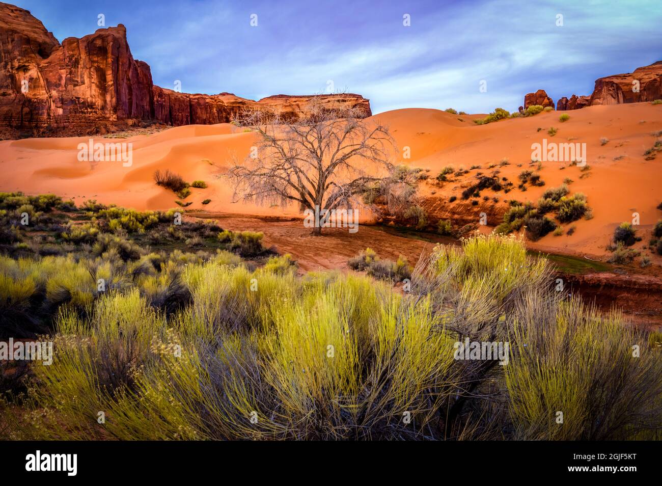 USA, Utah, Monument Valley. Paesaggio e albero morto. Credit as: Jay o'Brien / Galleria Jaynes / DanitaDelimont. com Foto Stock