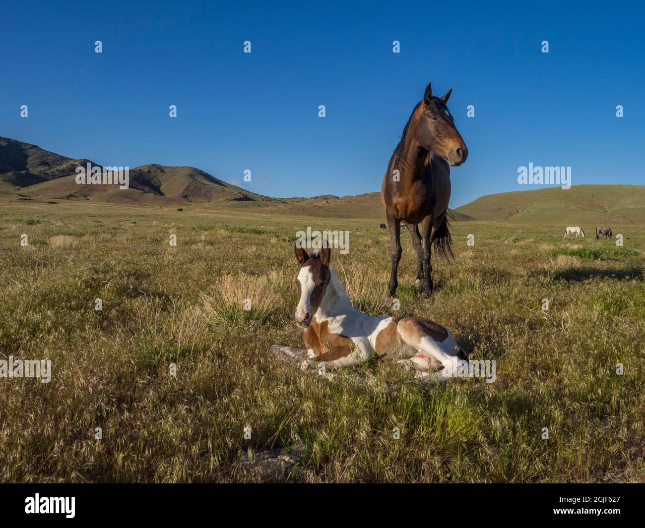 La madre del cavallo selvatico mostra fuori il suo schifoso foal, la strada di Pony espresso vicino a Salt Lake City e Dugway, Utah, Stati Uniti. Foto Stock