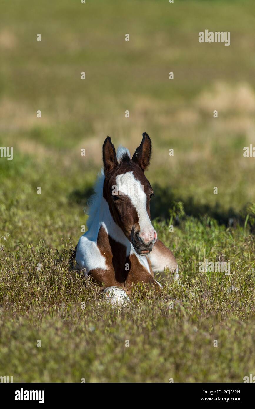 Ansimare il cavallo di puledro che riposa nella prateria lungo la Pony Express Byway vicino a Dugway e Salt Lake City, Utah, USA. Foto Stock