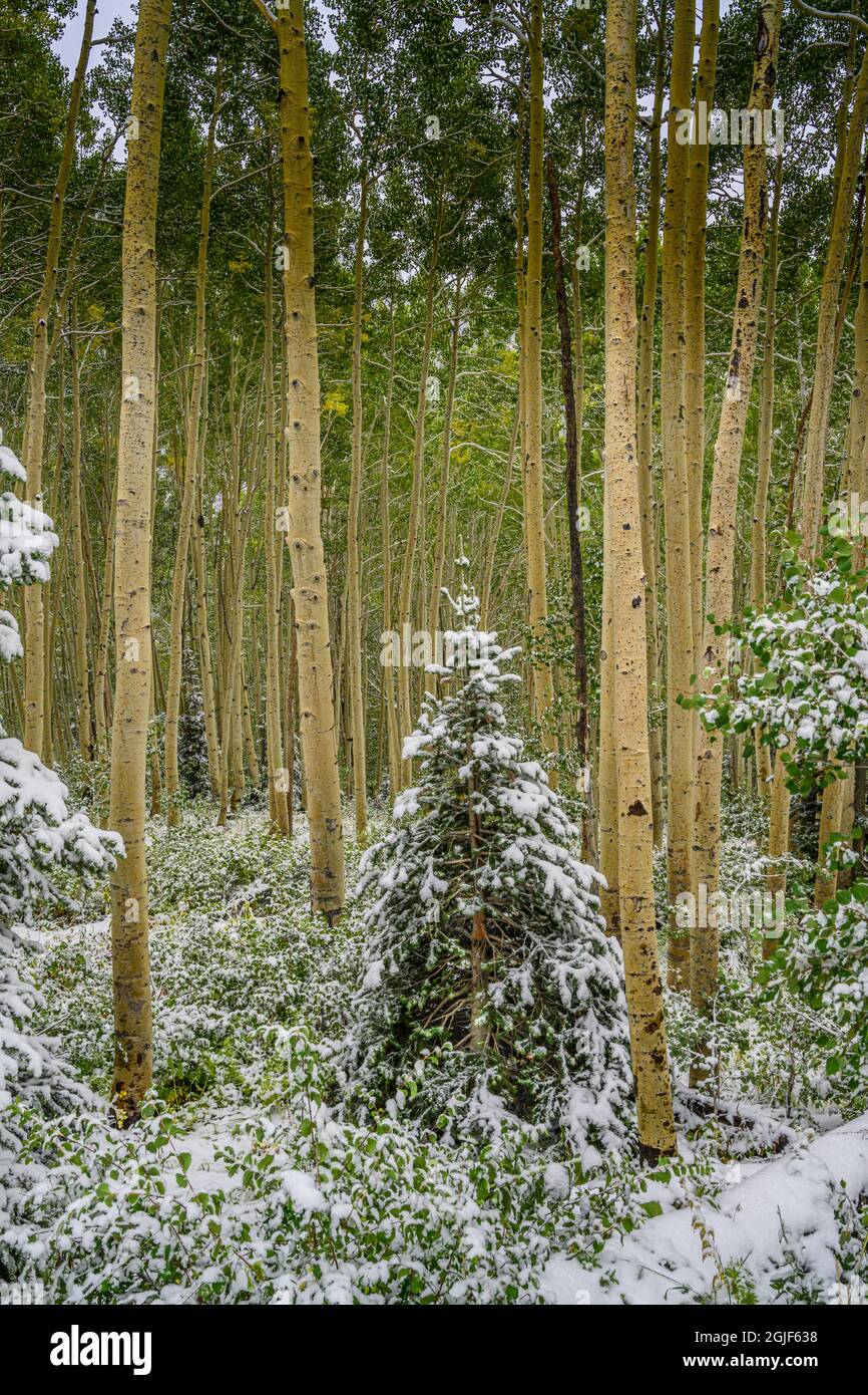 USA, Utah, settembre neve su Guardsman's Pass. Evergreen coperto di neve nella foresta tra tronchi di Aspen Foto Stock