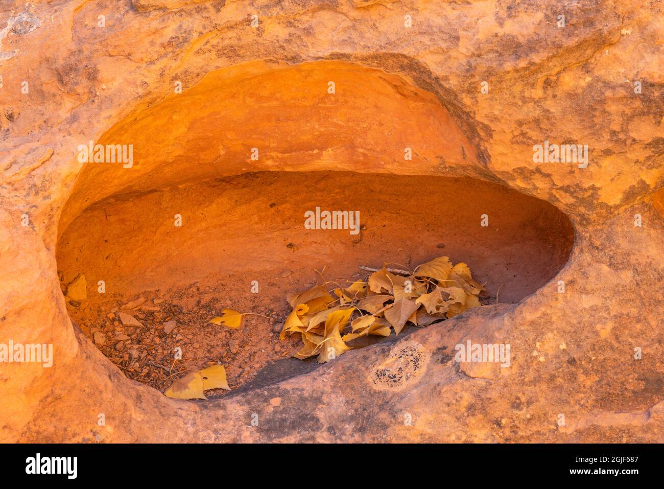 USA, Utah, Capitol Reef National Park, foglie colorate d'autunno di Fremont cottonwood si riuniscono in una 'tasca' di pietra arenaria erosa. Foto Stock