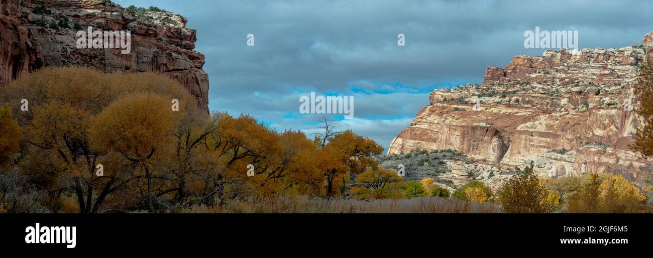 USA, Utah. Immagine panoramica, scogliera di arenaria e alberi autunnali di cottonwood, Parco Nazionale della barriera corallina. Foto Stock