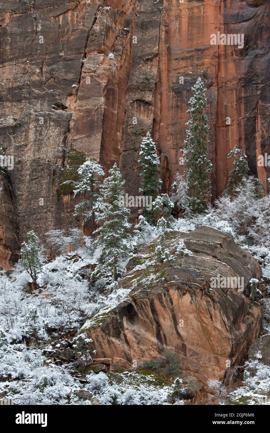 USA, Utah. Neve primaverile nel Parco Nazionale di Zion. Foto Stock