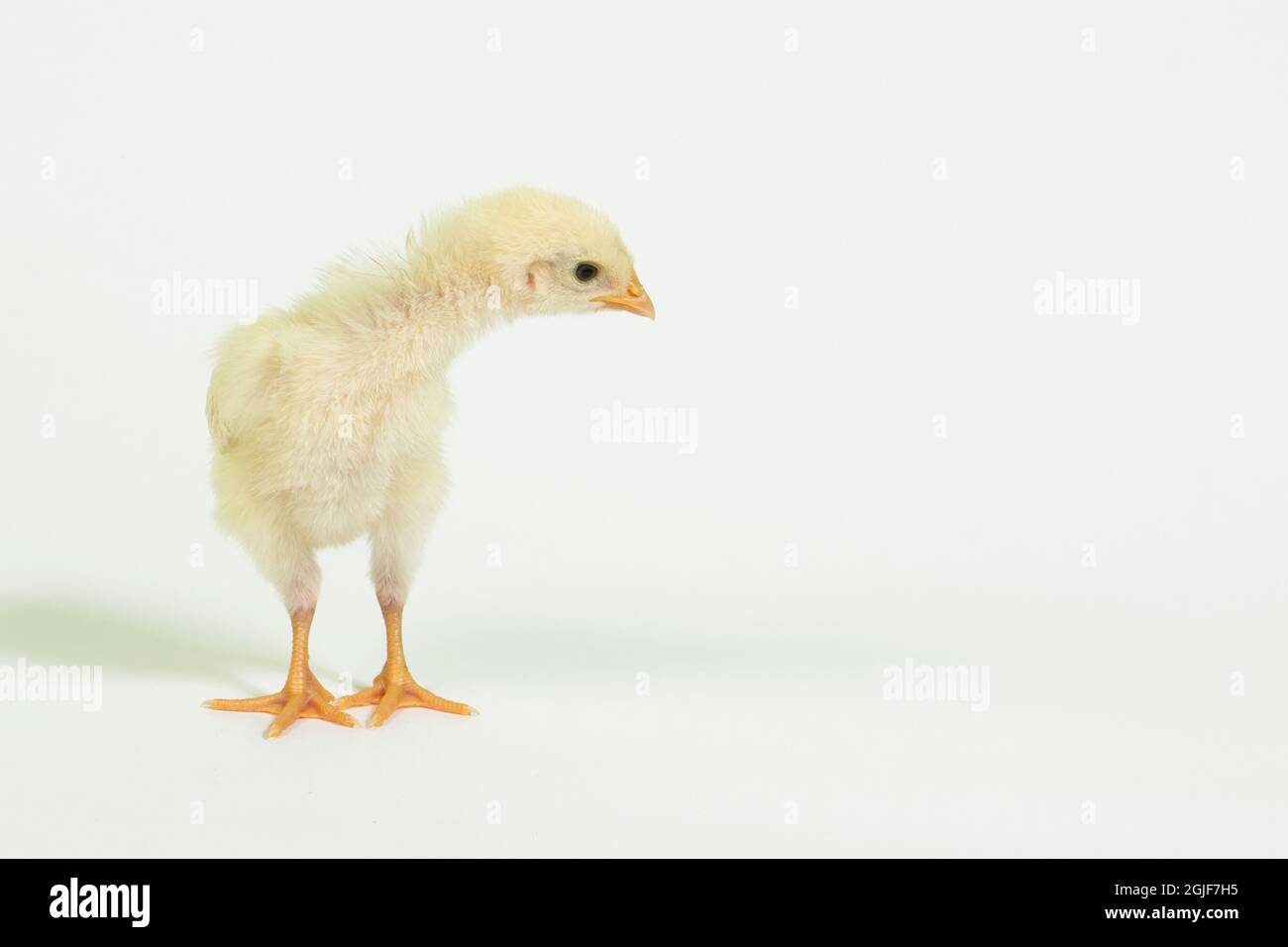 Un neonato pulcino su sfondo bianco. Foto Stock