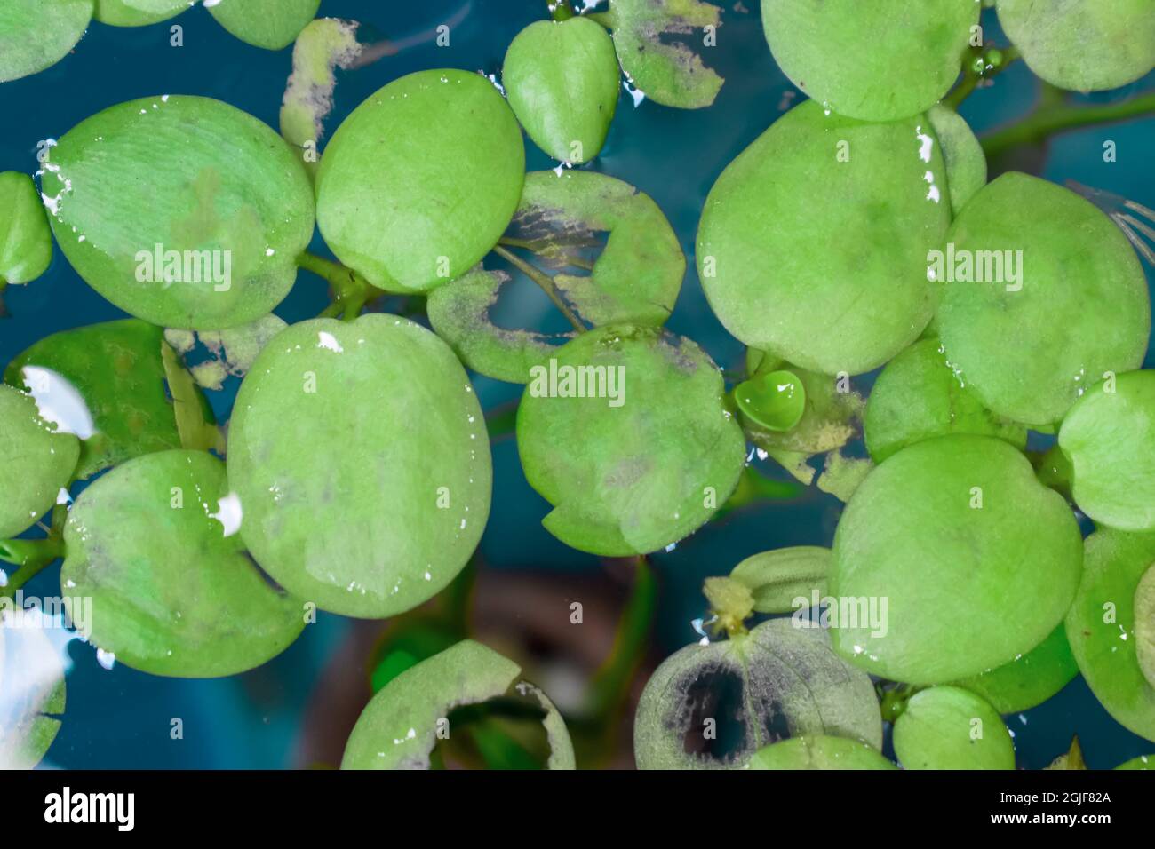 Home acquario piante galleggianti chiamato Amazon frogbit o Lignobium  Laevigatum morso da pesci d'acqua dolce. Le foglie sono strappate. Vista  dall'alto Foto stock - Alamy