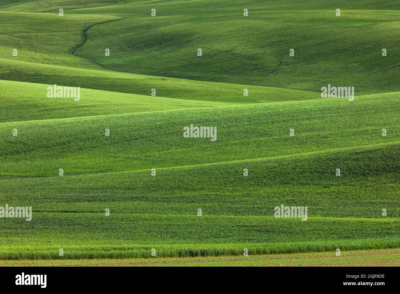 Colline ondulate con colture di grano iniziale, Palouse regione orientale, Washington Stato Foto Stock