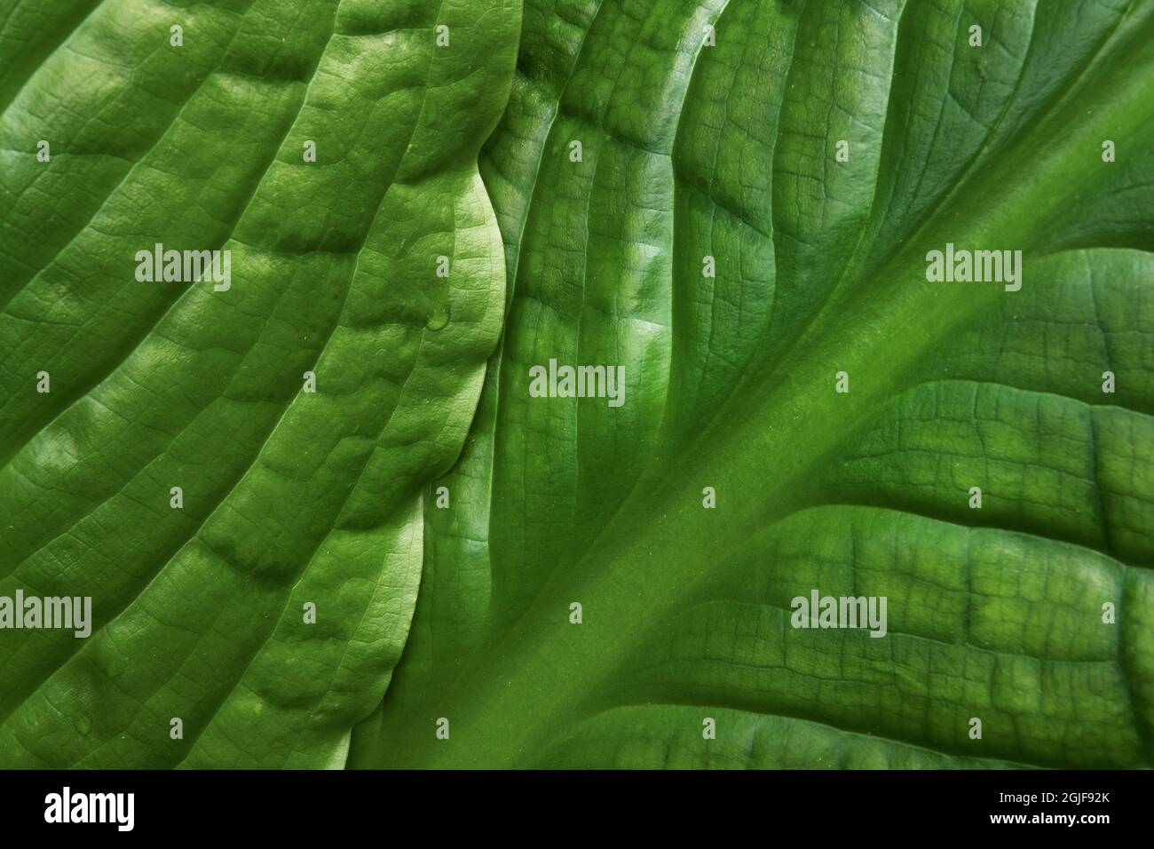 Skunk Cabbage (Lysichiton americanus) Foto Stock