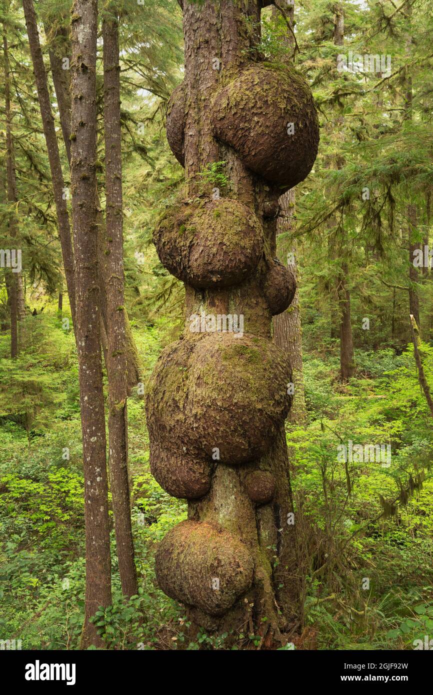 Sitka Spruce Burls, Parco Nazionale Olimpico Foto Stock