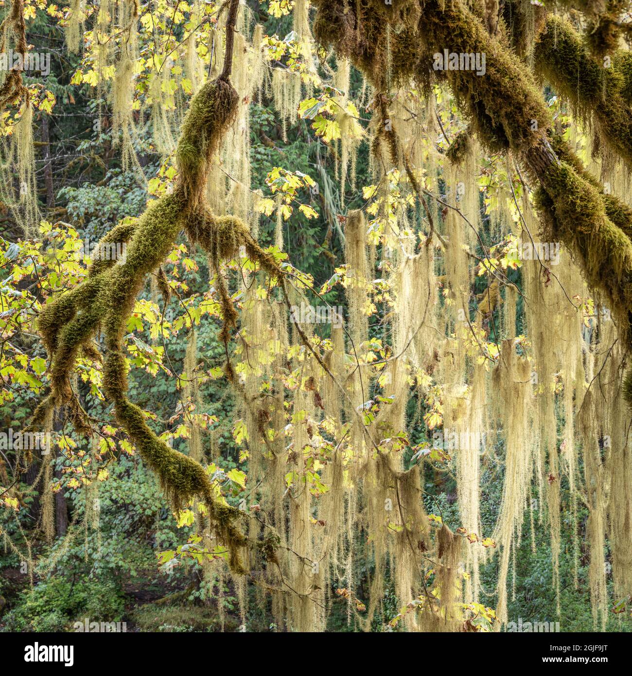 Methuselah's Beard (Usnea longissima) in un acero Bigleaf, Washington, Olympic National Park, Staircase Rapids area, Shady Lane Trail (forma quadrata Foto Stock