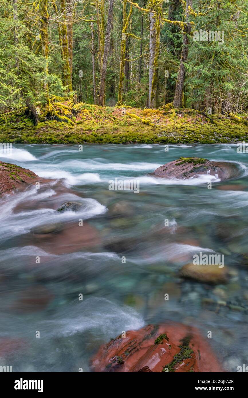 Stati Uniti, Washington state, Olympic National Park. Panoramica del fiume Skokomish e della foresta. Foto Stock