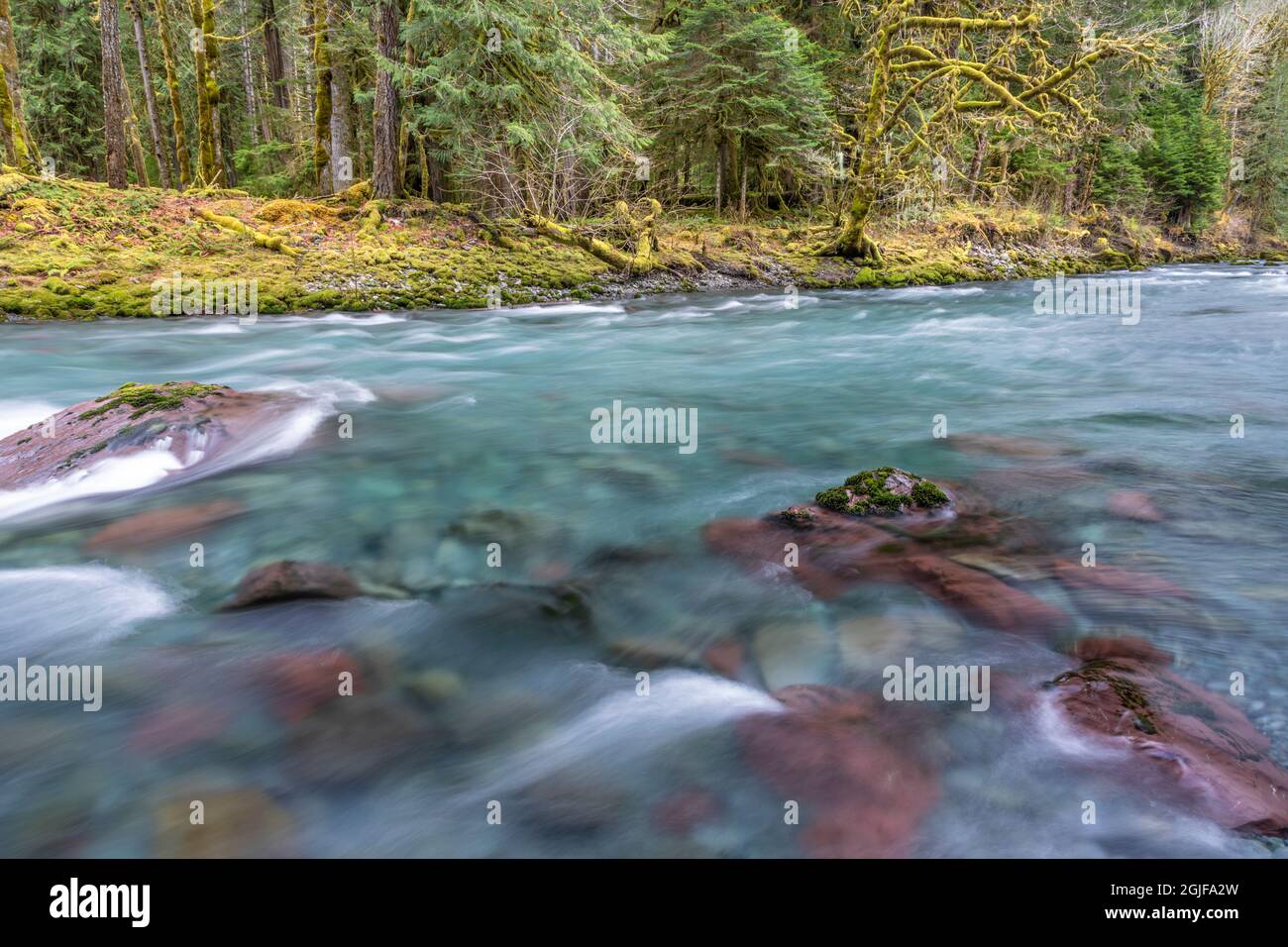 Stati Uniti, Washington state, Olympic National Park. Panoramica del fiume Skokomish e della foresta. Foto Stock