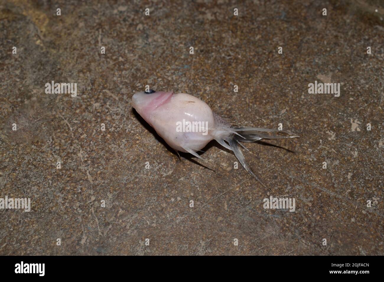 Il pesce d'oro della scala della perla del bambino è morto a causa dell'addome gonfio. Piccolo acquario pesce morto. Abuso di animali. Foto Stock