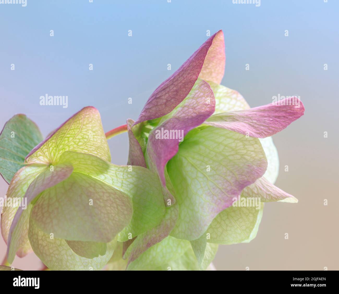 Stati Uniti, stato di Washington, Seabeck. Fiori ornamentali di origano. Foto Stock