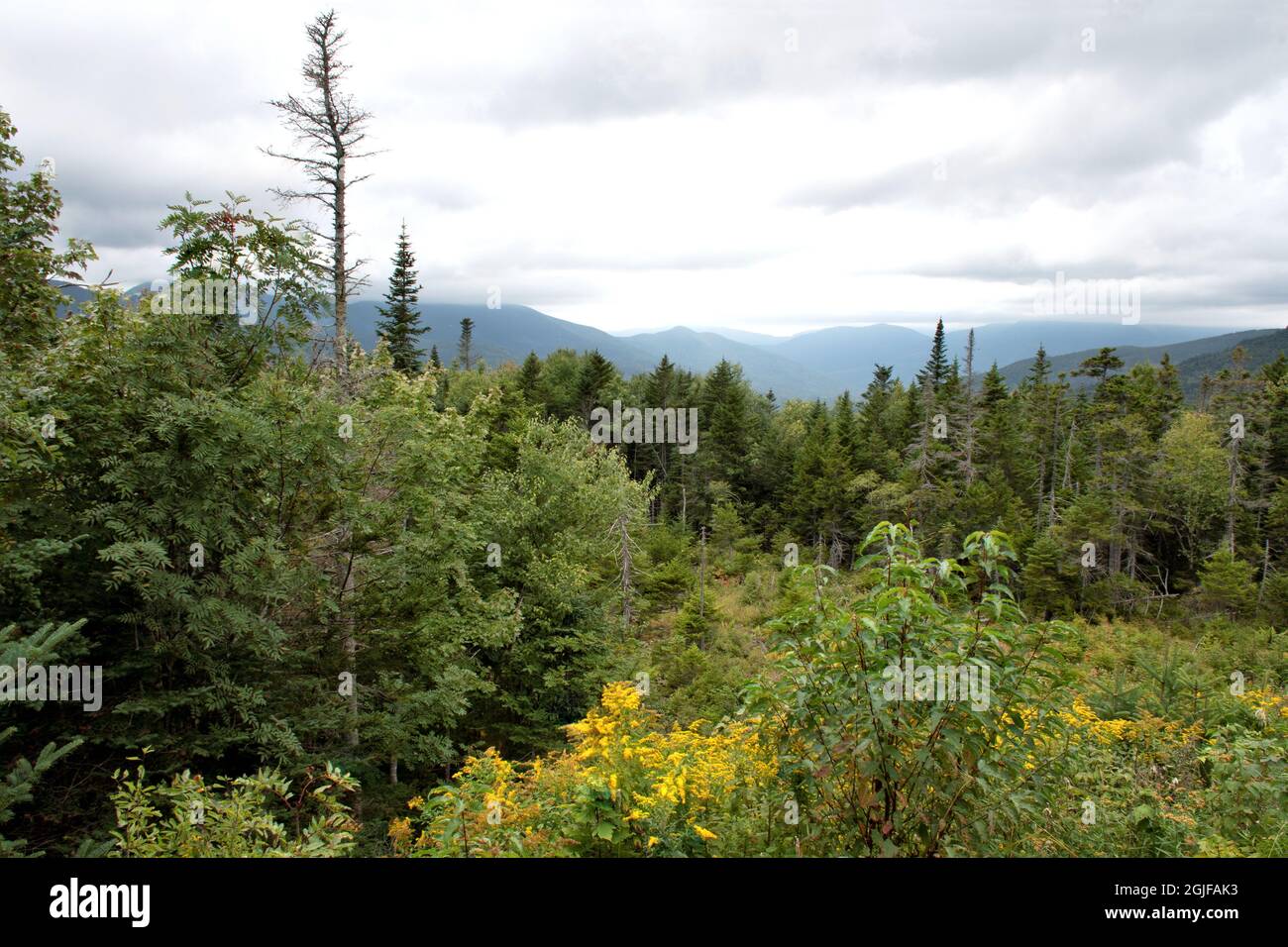 Fine estate nella White Mountain National Forest del New Hampshire. Verga gialla colorata fiorita e alti alberi sempreverdi con vista panoramica della dista Foto Stock