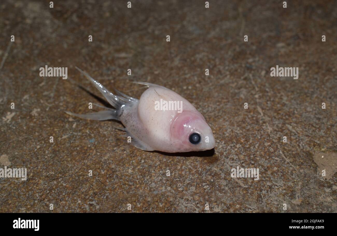 Il pesce d'oro della scala della perla del bambino è morto a causa dell'addome gonfio. Piccolo acquario pesce morto. Abuso di animali. Foto Stock