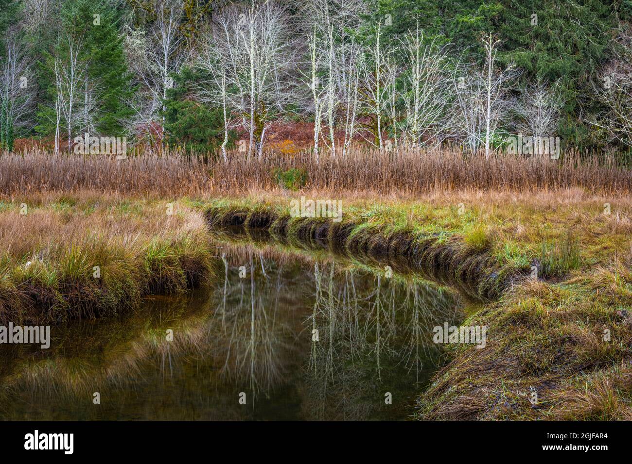 USA, Washington state, Seabeck, Guillemot Cove Nature Reserve. Riflessioni in Boyce Creek. Foto Stock
