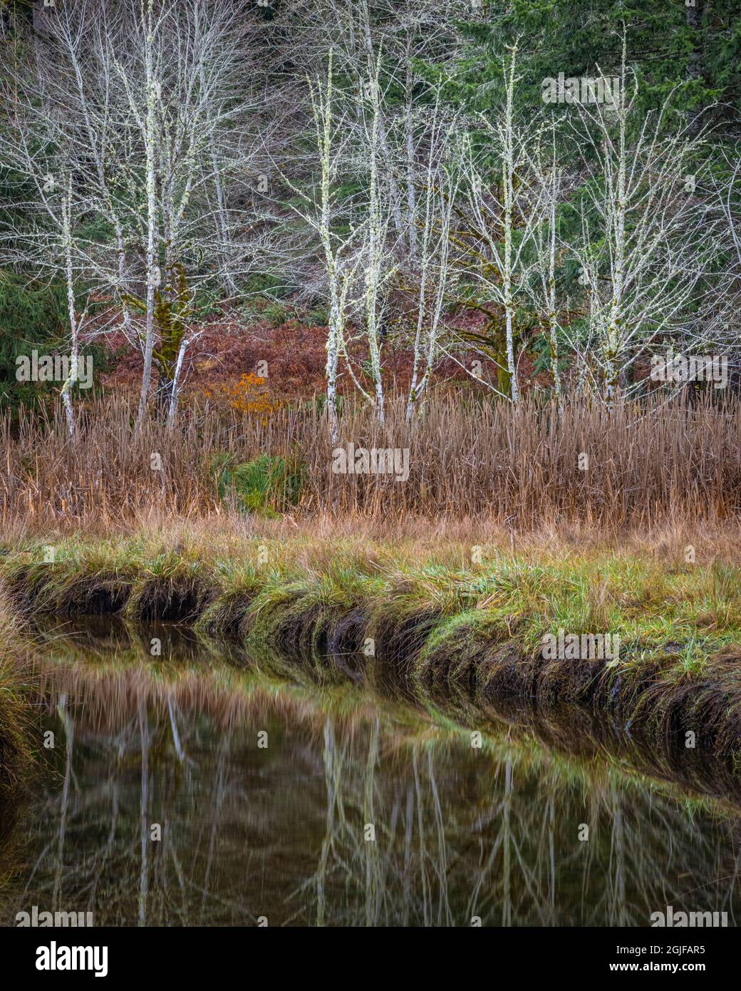 USA, Washington state, Seabeck, Guillemot Cove Nature Reserve. Riflessioni in Boyce Creek. Foto Stock