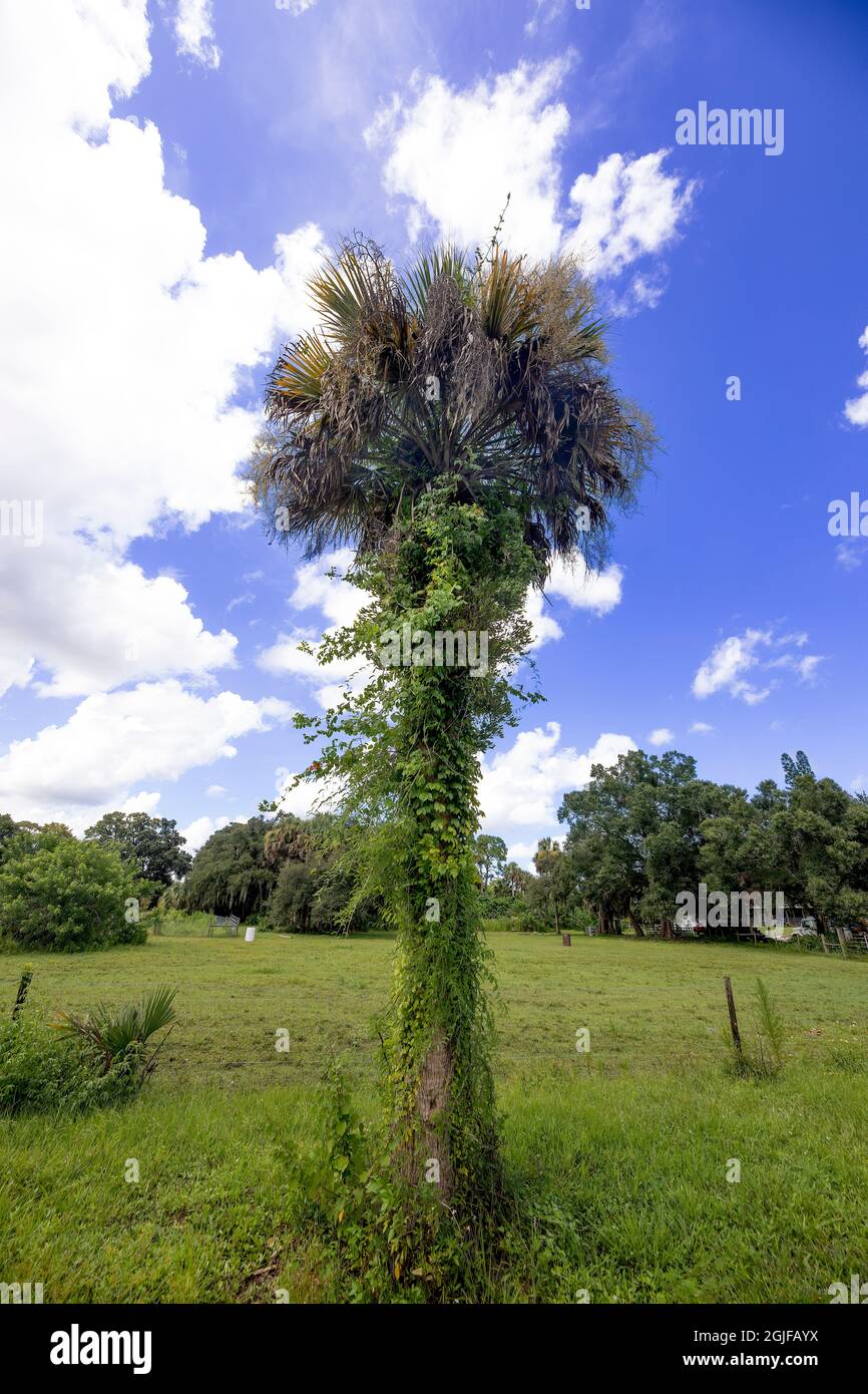 Un albero di palma di Sabal solista in un campo in una zona rurale della Florida Centrale. Foto Stock