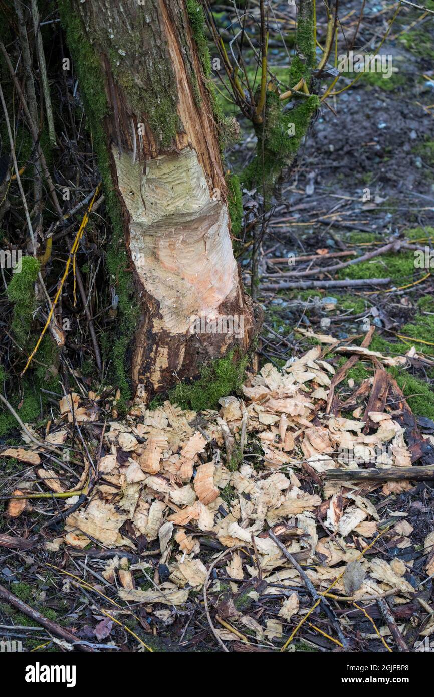 Stati Uniti, stato di Washington. Un albero in habitat ripariale danneggiato dal castoro (Castor canadensis). Bothell. Foto Stock