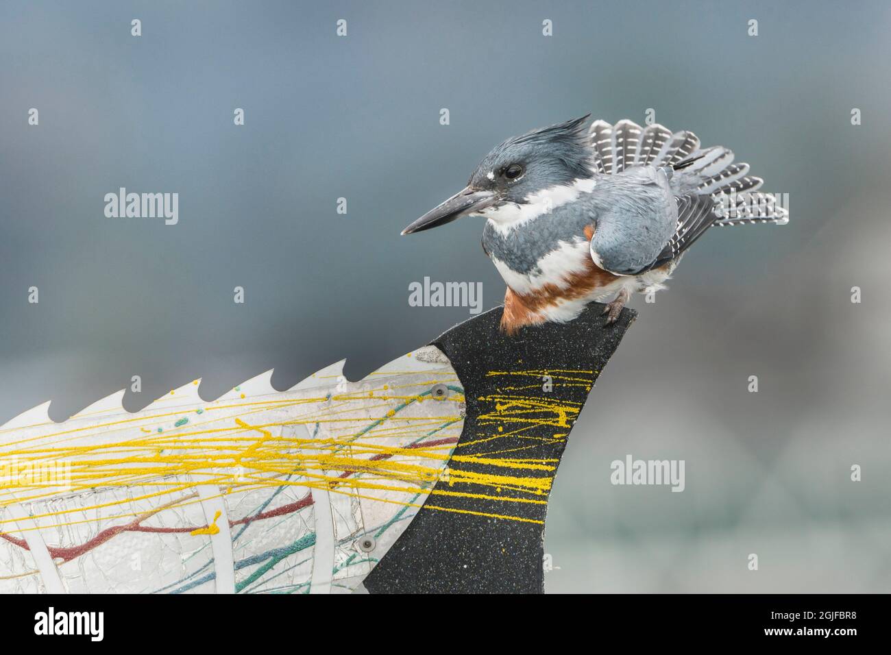 Stati Uniti, stato di Washington. Una femmina Belted Kingfisher (Megaceryle alcyon) su un pesce segno caccia persico in Edmonds. Foto Stock