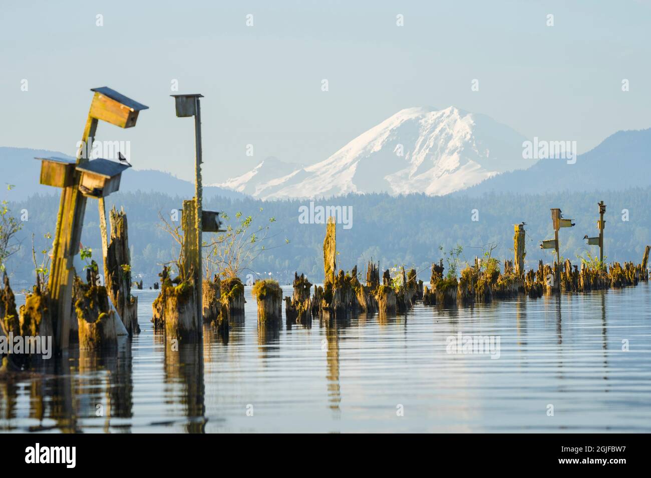 USA. Stato di Washington. Viola Martin (Progne subis) nidificano le scatole sul lago Sammamish, WA, con il monte Rainer sullo sfondo. Foto Stock