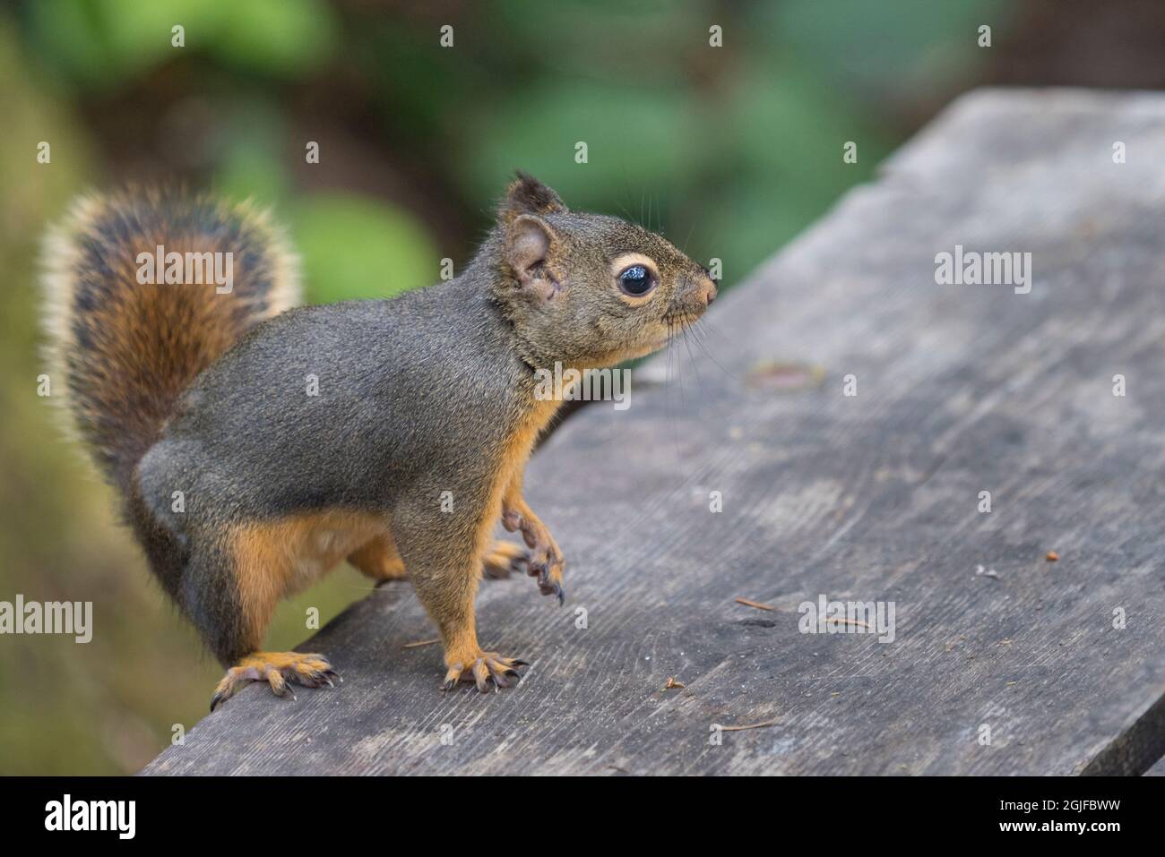 Stati Uniti, stato di Washington. Douglas Squirrel (Tamiasciurus douglasii) su tavolo da picnic al Sunset Beach state Park, Kitsap Peninsula. Foto Stock
