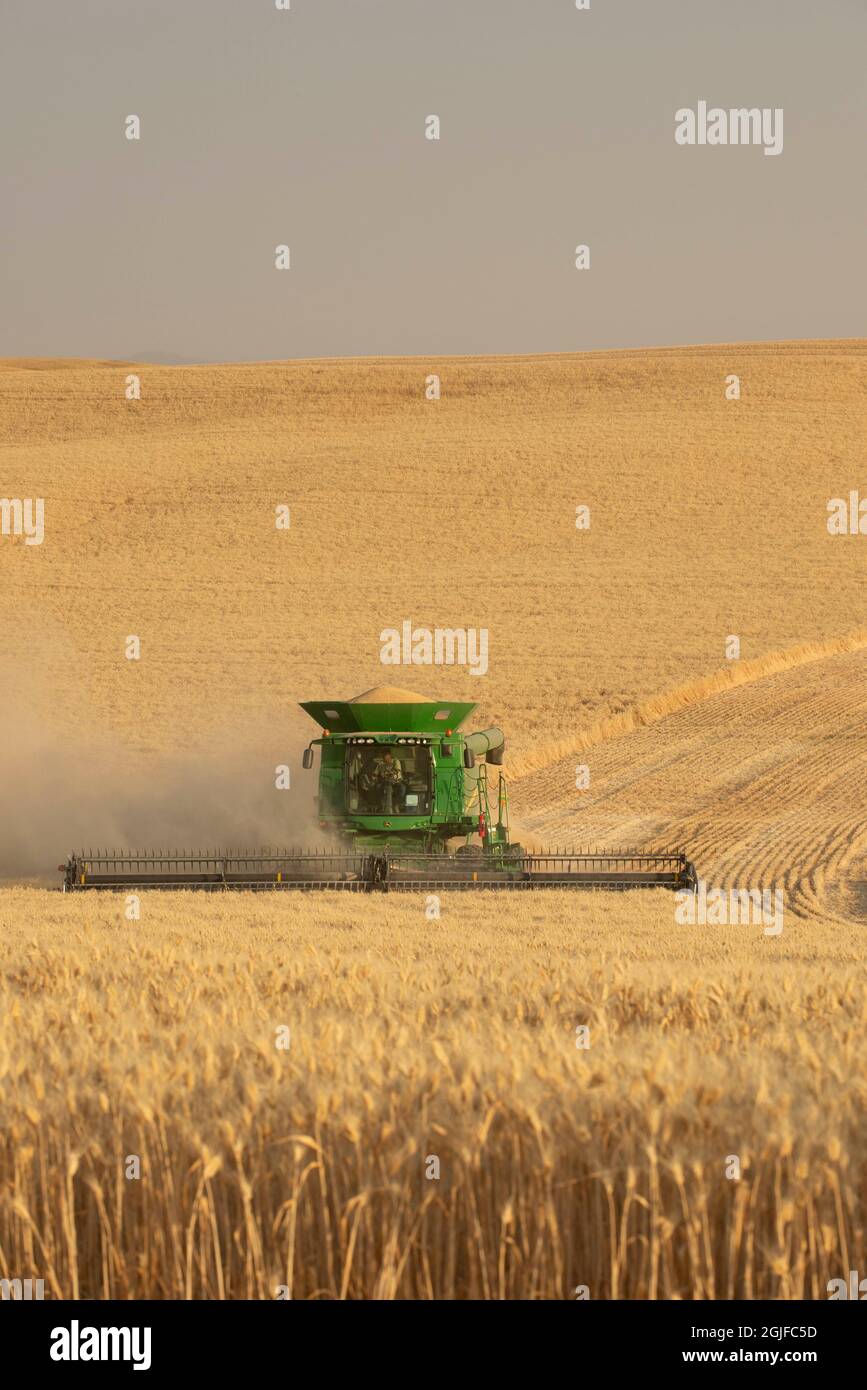 Mietitrebbia per la raccolta del grano a Palouse, Spokane County, Washington state. (PR) Foto Stock