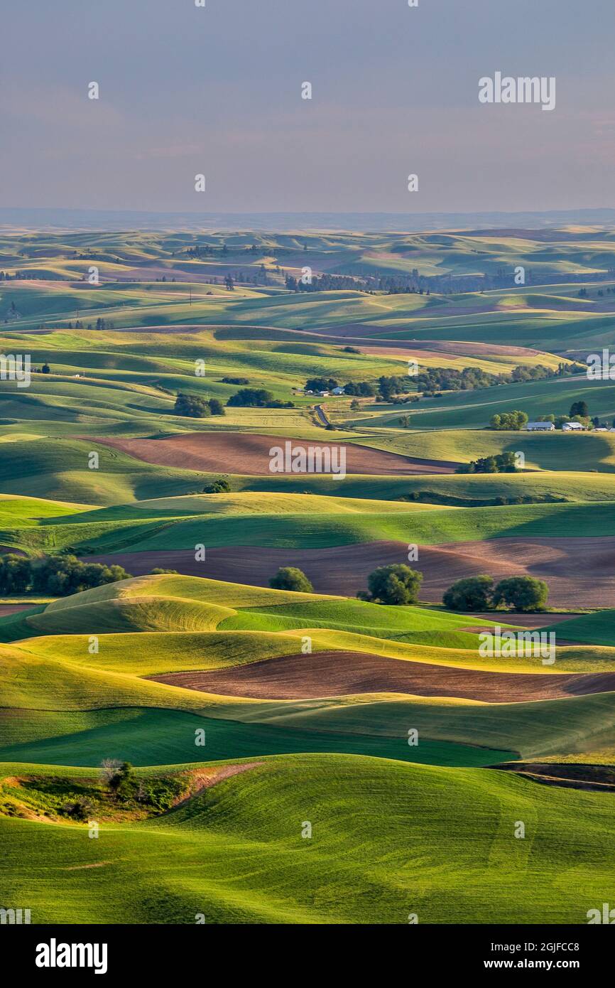 Stati Uniti, Washington state, Palouse. Vista da Steptoe Butte. Foto Stock