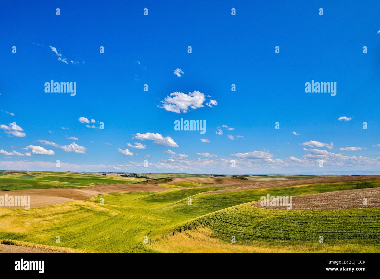 Stati Uniti, Washington state, Palouse. Colline ondulate nella città di Endicott. Foto Stock
