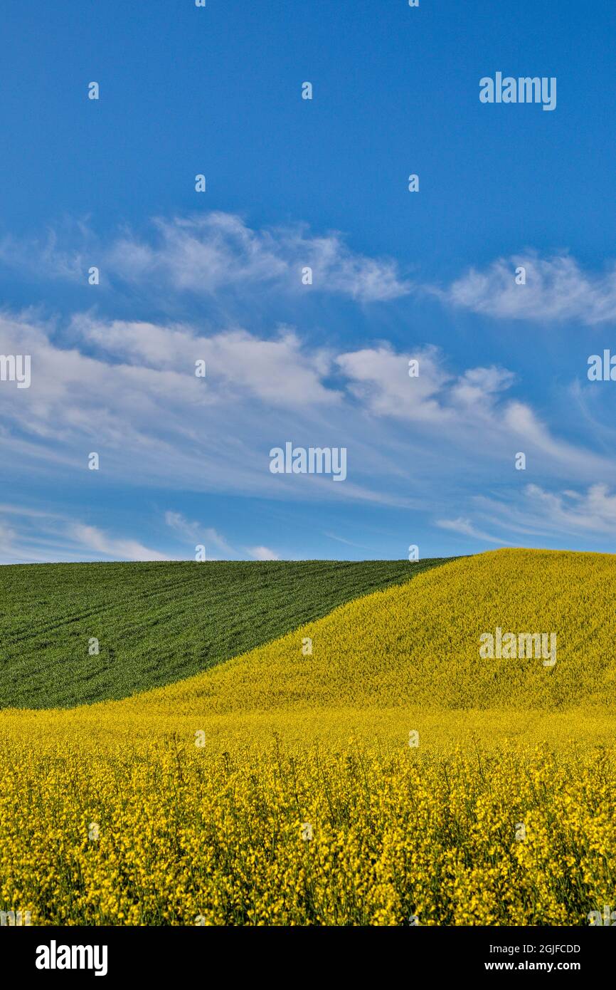 Stati Uniti, Washington state, Palouse. Colline ondulate nella città di Pullman. Foto Stock
