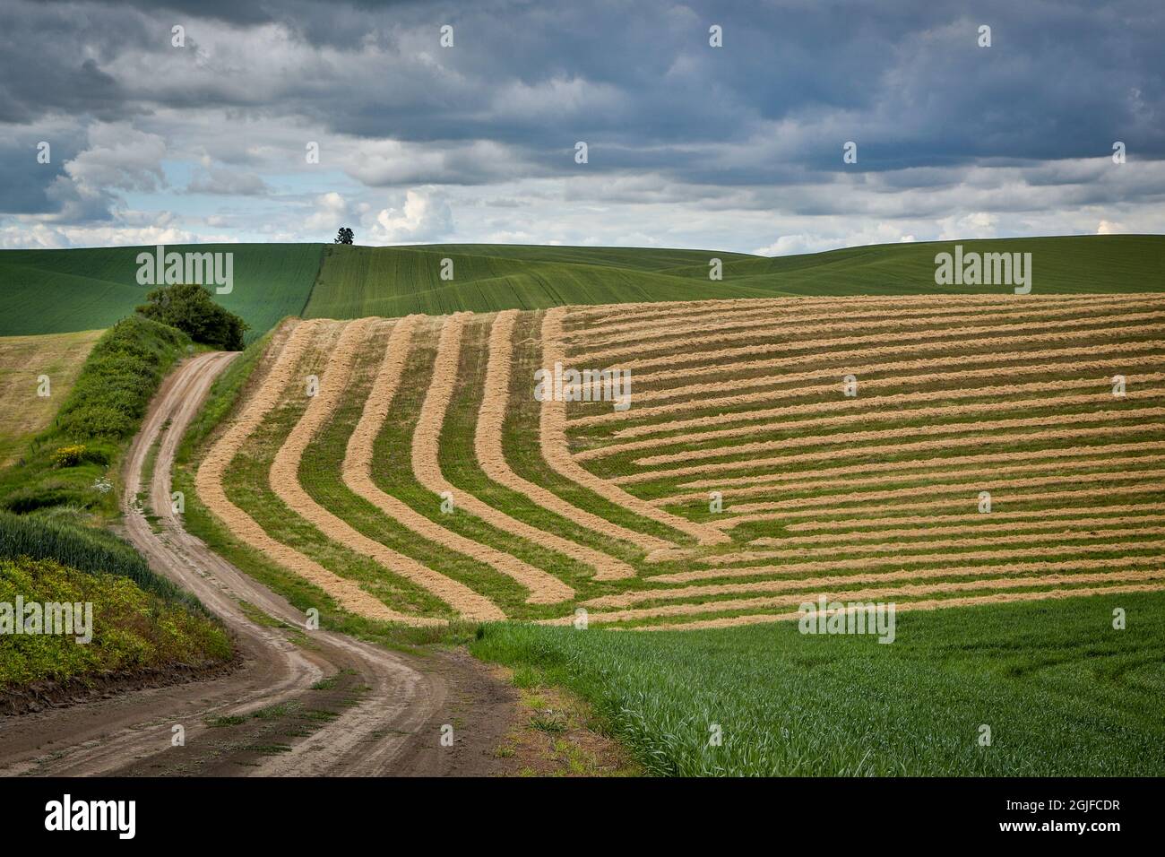 Stati Uniti, Washington state, Palouse. Campi in Palouse. Foto Stock