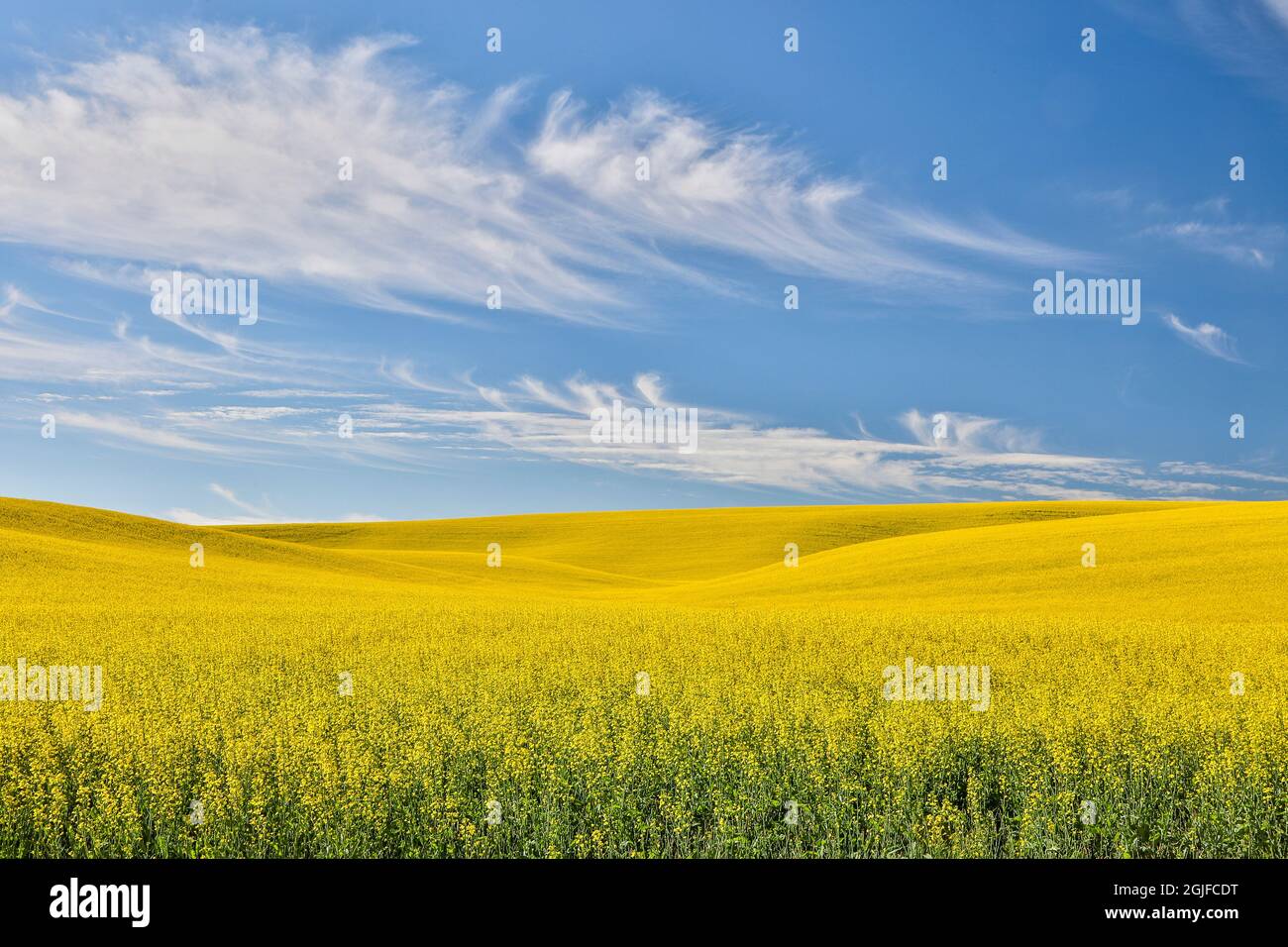 Stati Uniti, Washington state, Palouse. Colline ondulate nella città di Pullman. Foto Stock