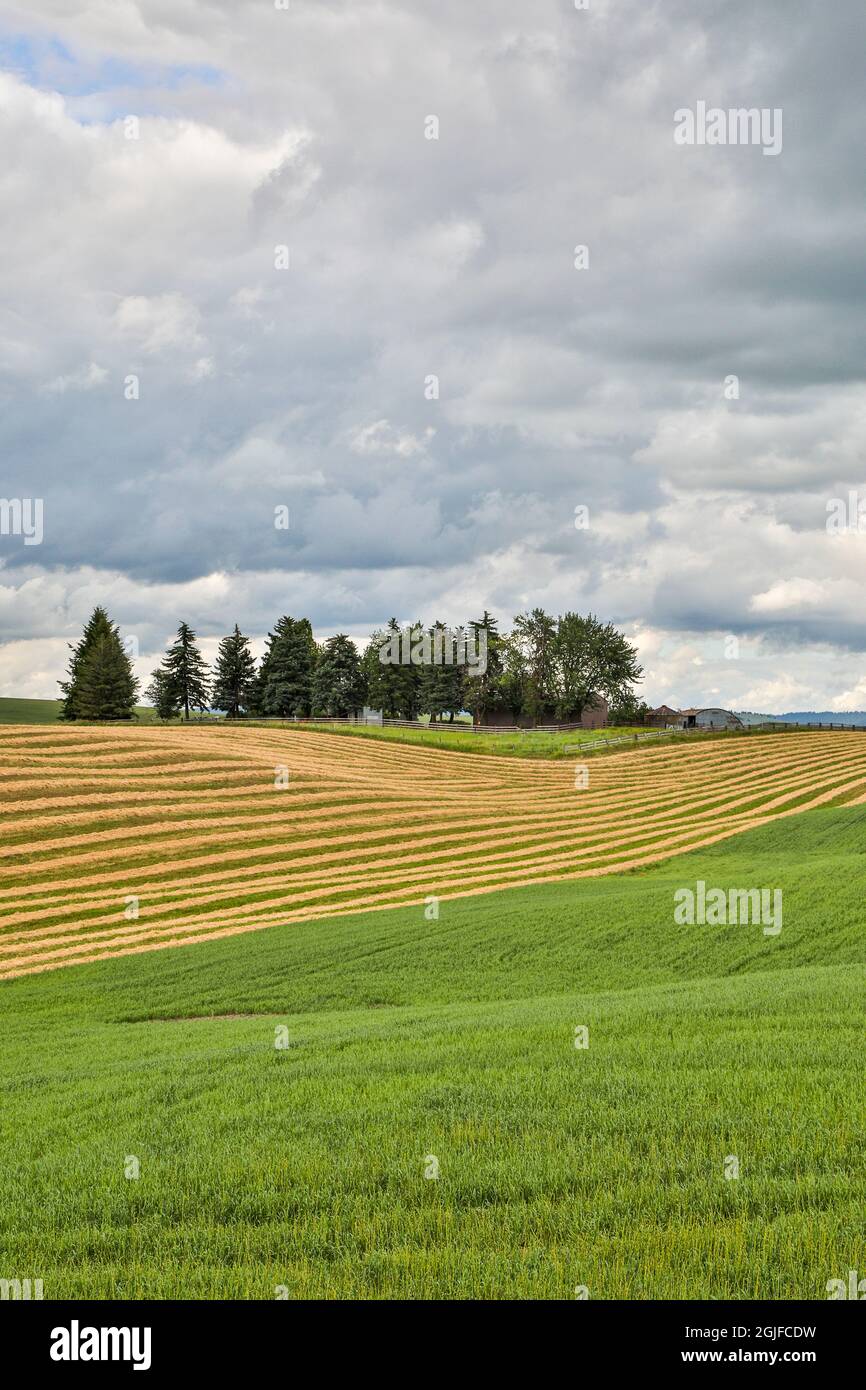 Stati Uniti, Washington state, Palouse. Campi in Palouse. Foto Stock
