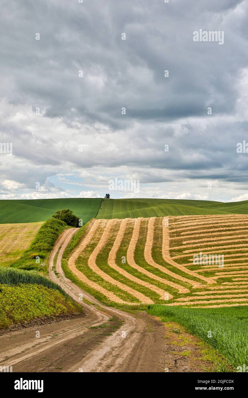 Stati Uniti, Washington state, Palouse. Campi in Palouse. Foto Stock