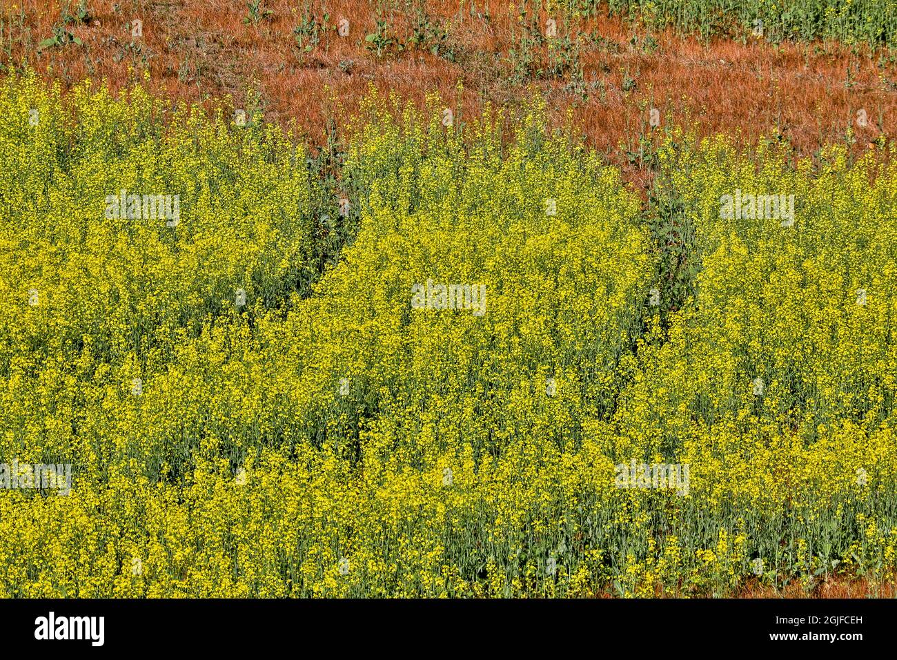 Stati Uniti, Washington state, Palouse. Campo di canola a Colfax. Foto Stock