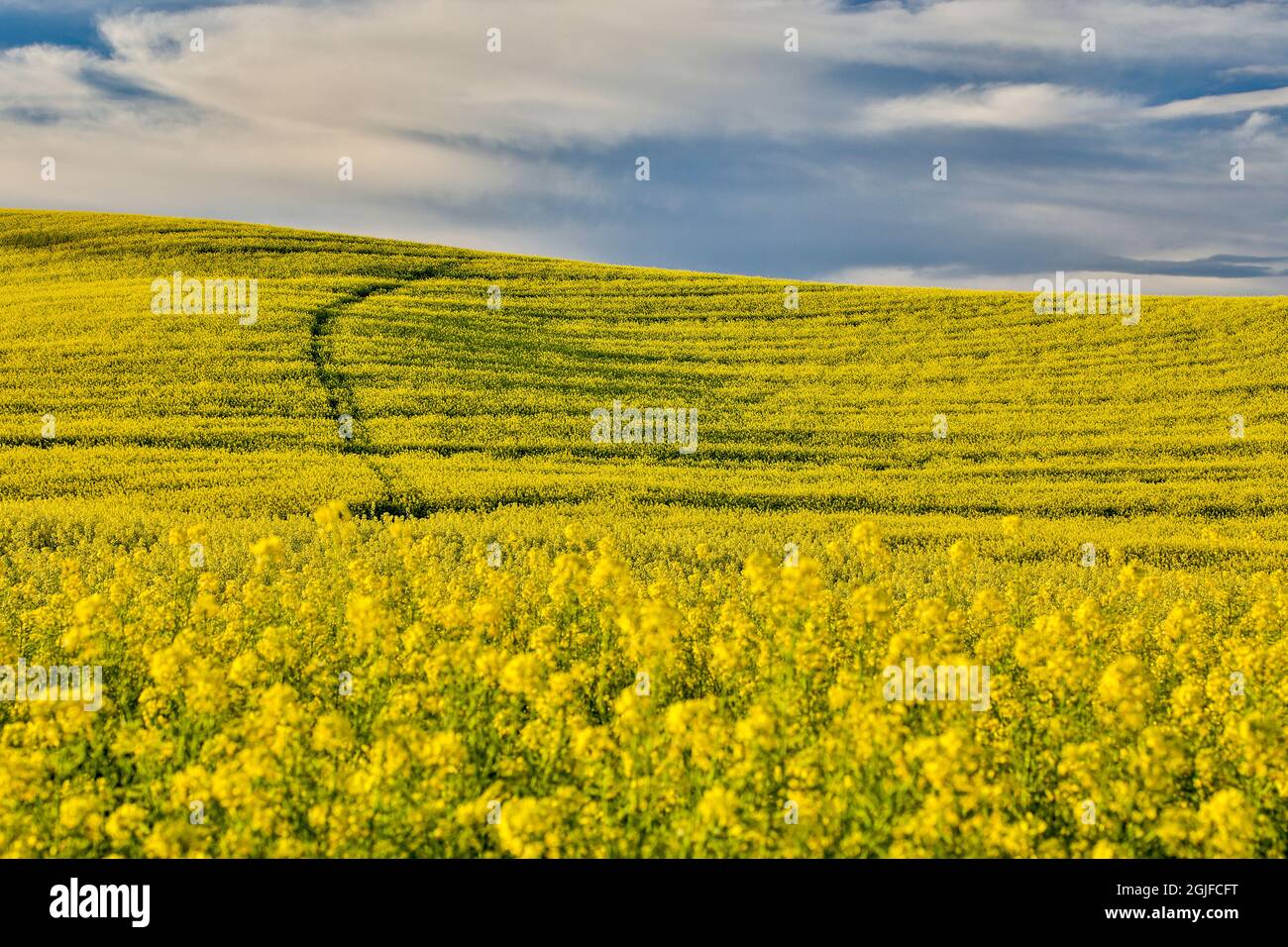 Stati Uniti, Washington state, Palouse. Colline ondulate a Colfax. Foto Stock