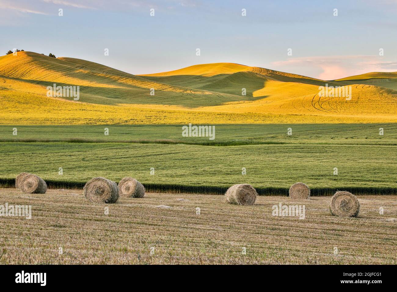 Stati Uniti, Washington state, Palouse. Colline ondulate a Colfax al tramonto. Foto Stock