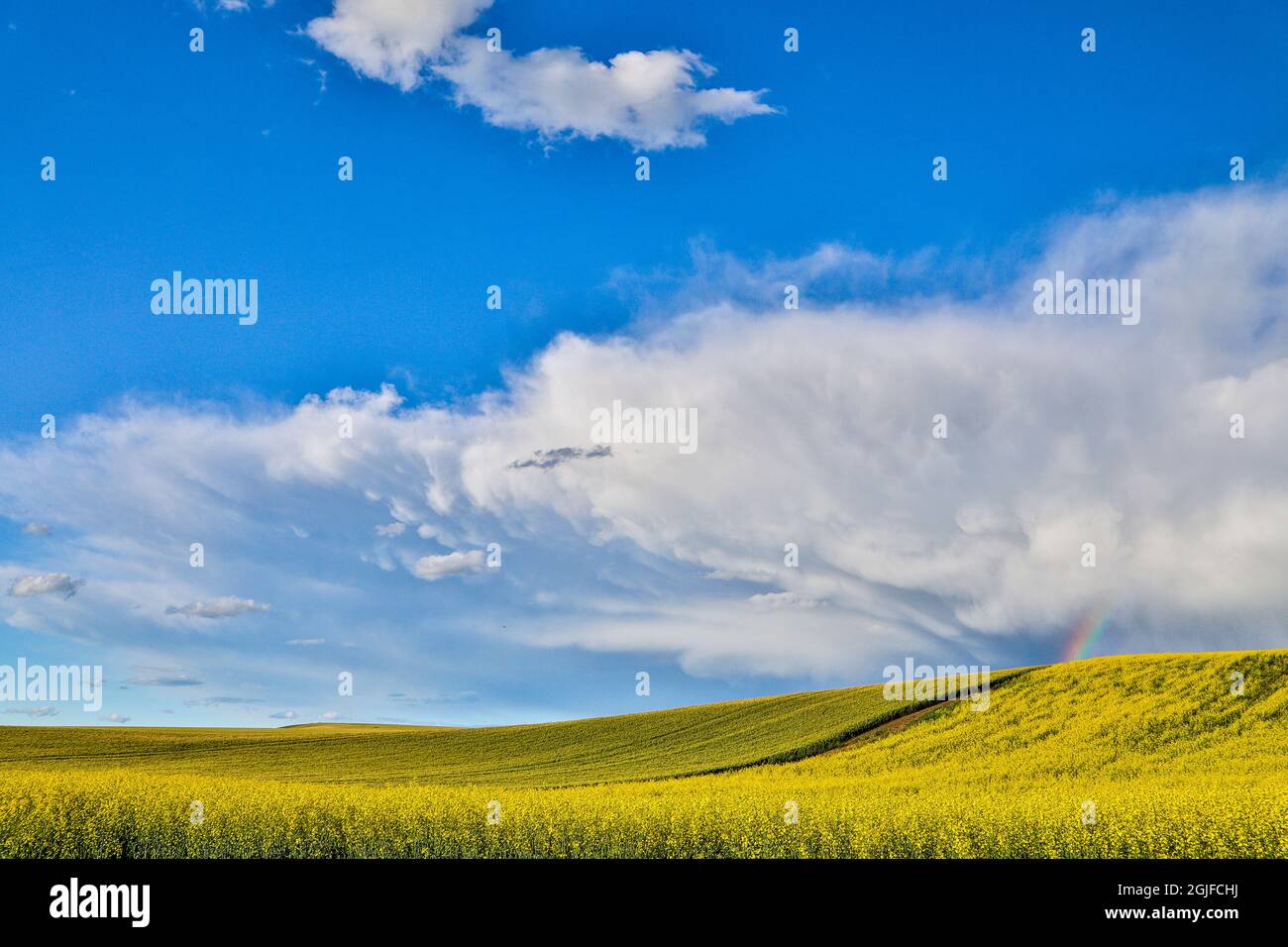 Stati Uniti, Washington state, Palouse. Colline ondulate a Pullman. Foto Stock