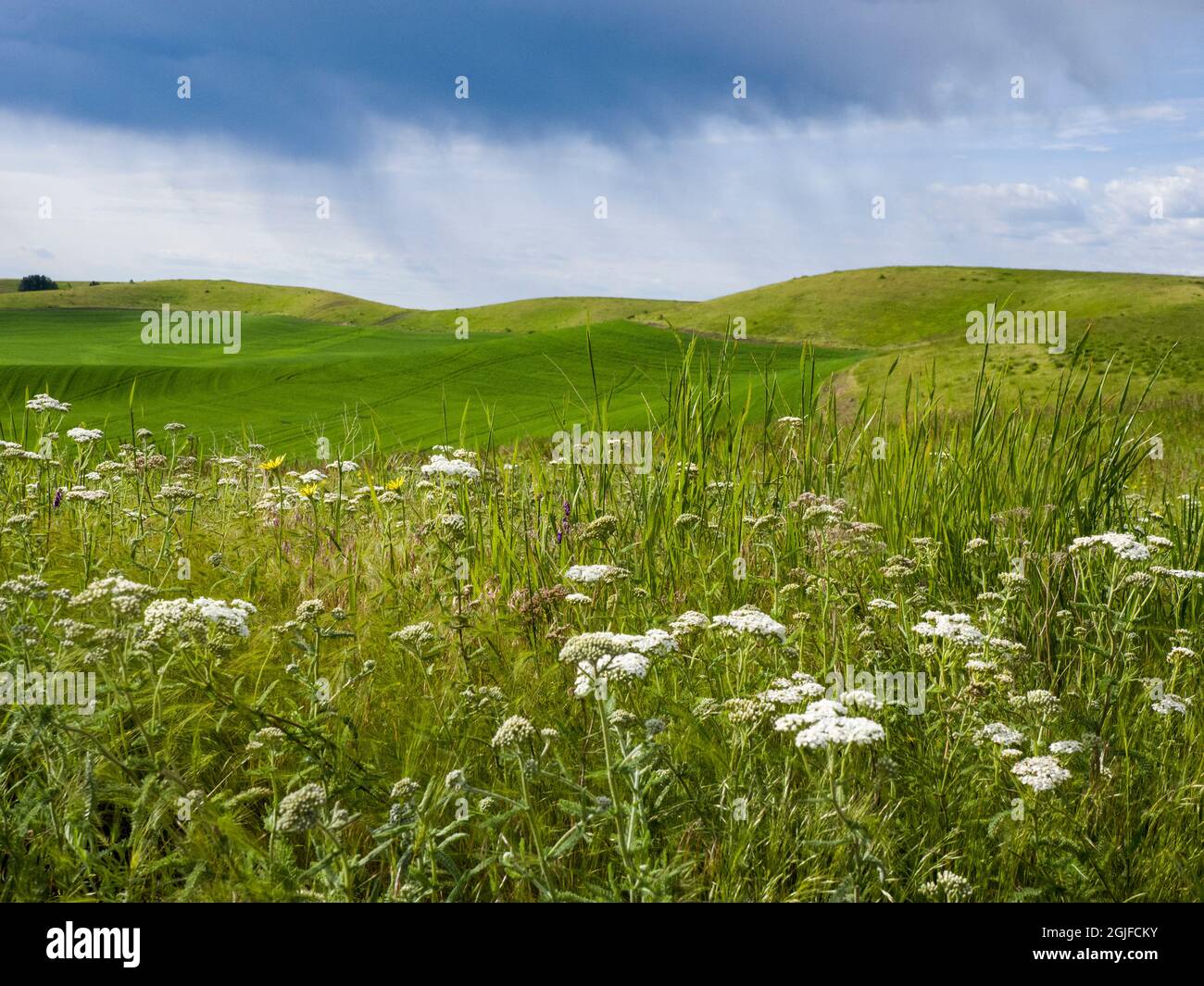 Campi di rolling con fiori selvatici in primo piano. Foto Stock