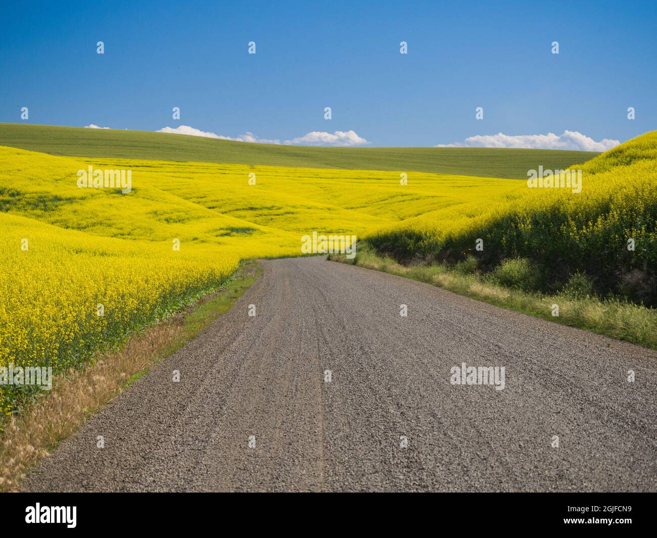 Strada rurale di ghiaia che corre lungo i campi di grano e il canola. Foto Stock