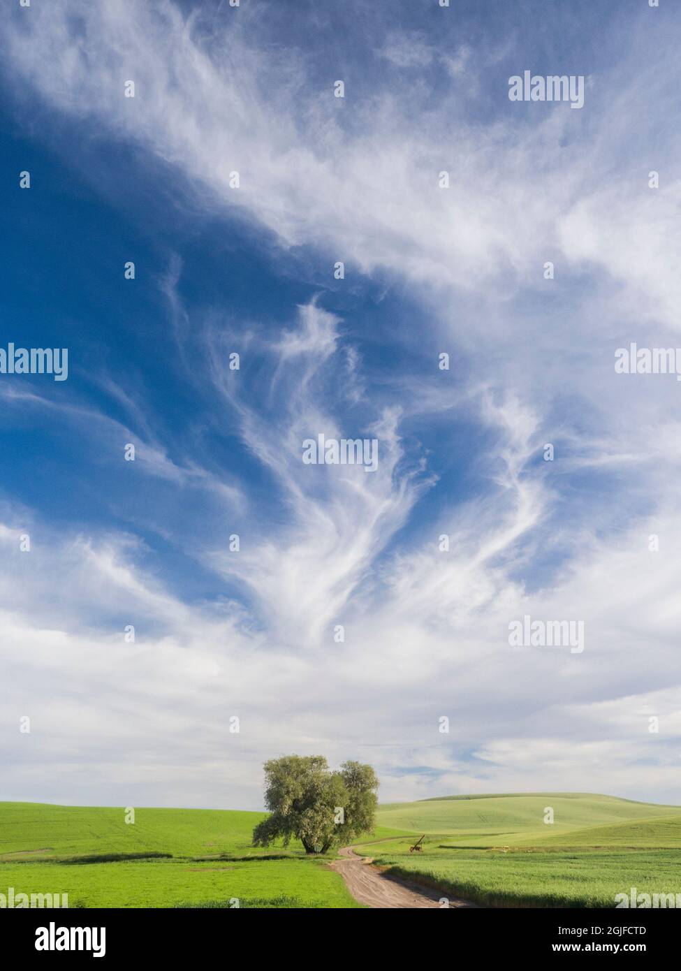 Lone albero su strada sterrata rurale con raccolti di grano e spettacolari nuvole. Foto Stock