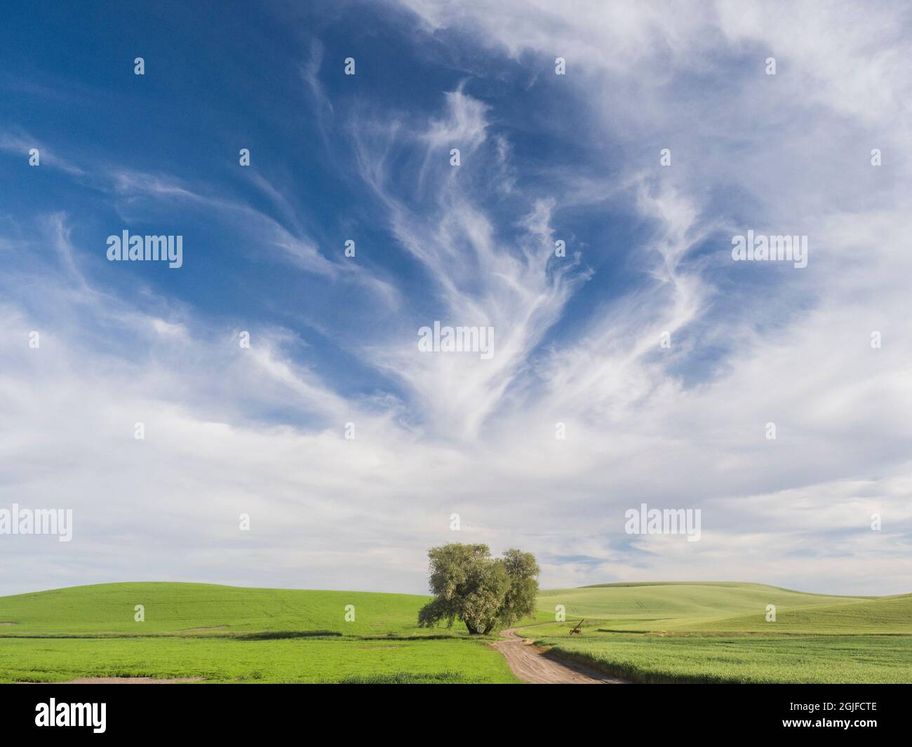 Lone albero su strada sterrata rurale con raccolti di grano e spettacolari nuvole. Foto Stock